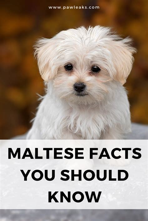 Maltese Facts Artofit