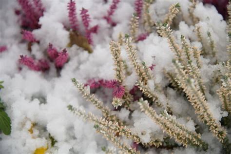 Schneewetter Images – Browse 118 Stock Photos, Vectors, and Video ...