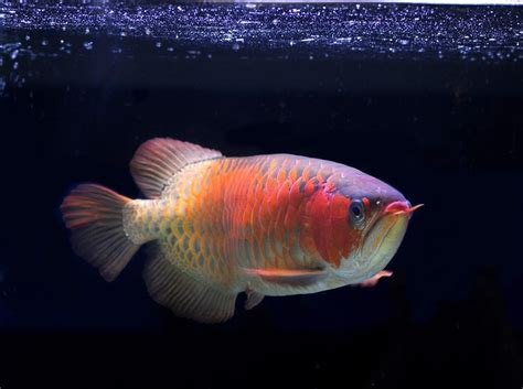 21 Most Expensive Fish In The World Pricier Options For Your Fish Hobby
