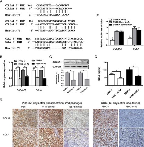 Let 7d Directly Targets COL3A1 And CCL7 In RCC Cells A Sequence