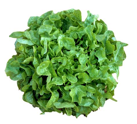 Green Oakleaf Lettuce