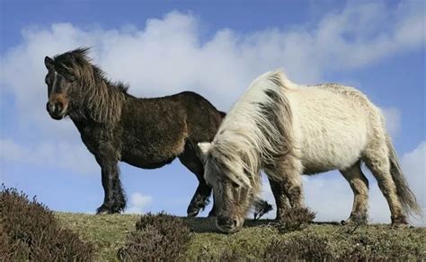10 Rarest Horse Breeds in the World - Horsey Hooves