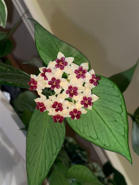 Hoya polyneura 'Fishtail' – Babylon Store