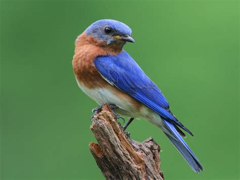 Bluebird Life Cycle