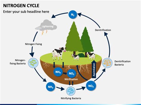 Nitrogen Cycle PowerPoint and Google Slides Template - PPT Slides