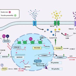 Lactate Acts As A Signaling Molecule To Affect Gene Transcription And