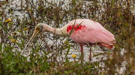 Roseate Spoonbill Circle B Bar Reserve Lakeland FL Jane S