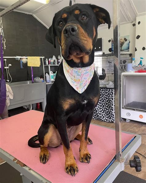 rottweiler mixed with a lab 7