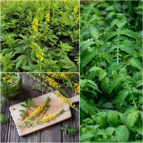 buy medicinal herb seeds  happy valley seeds