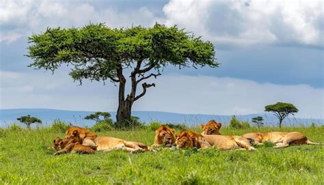 Premium Photo | A powerful scene of a pride of African lions