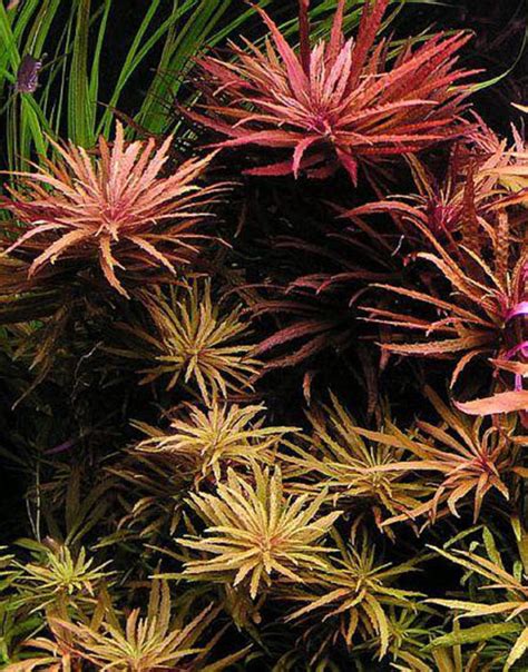 Профил на Лимнофила ароматика (Limnophila aromatica) - AQUAPORTAL.BG