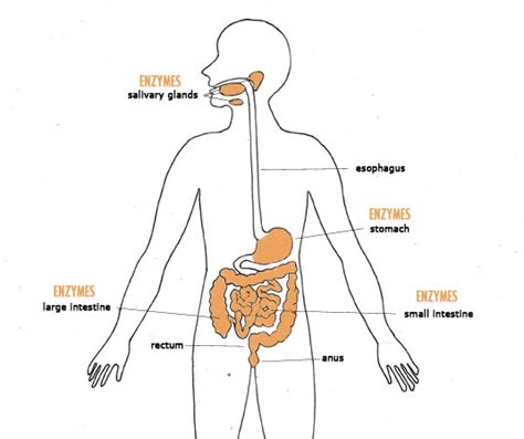 Got Enzymes? - Home