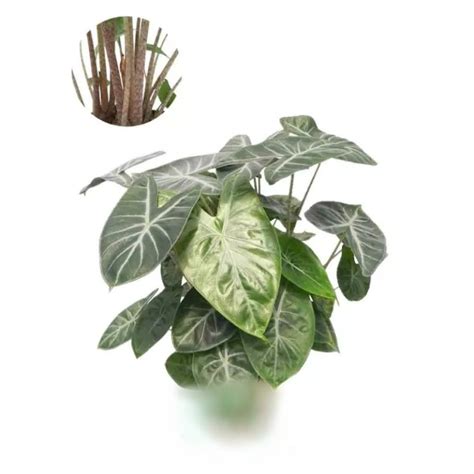 Alocasia Ivory Coast – Elite Agricultural Services