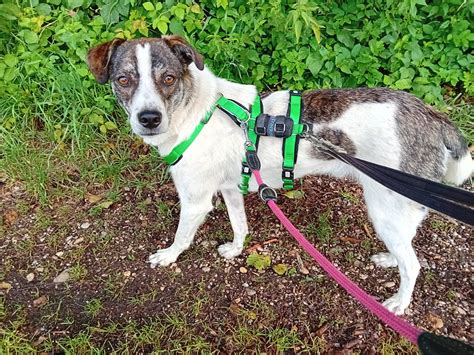 MANOLINO - ca. 1,5 Jahre | Ein Herz für Streuner