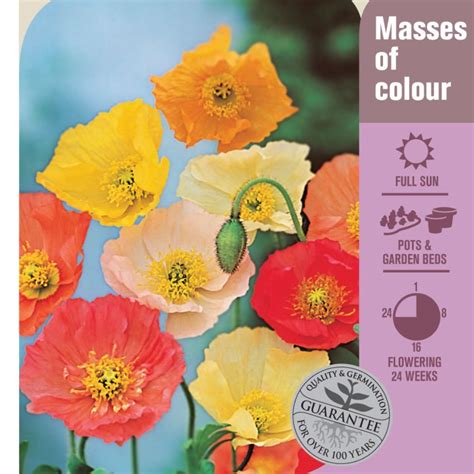 Seed Iceland Poppy Artist Lushingtons