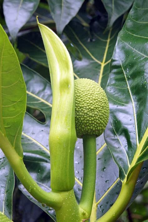 Breadfruit Tree Stock Image Image Of Fruits Bread Fruit 19201711