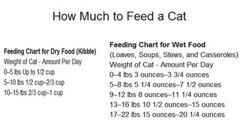 How Much To Feed A Cat