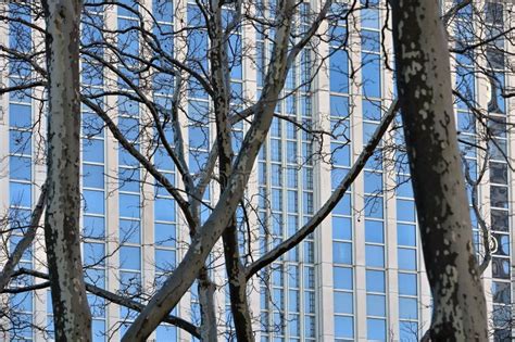 Naked Trees In City Park Stock Photo Image Of Fall
