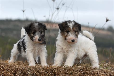 Fox terrier : caractère et éducation – Ooreka