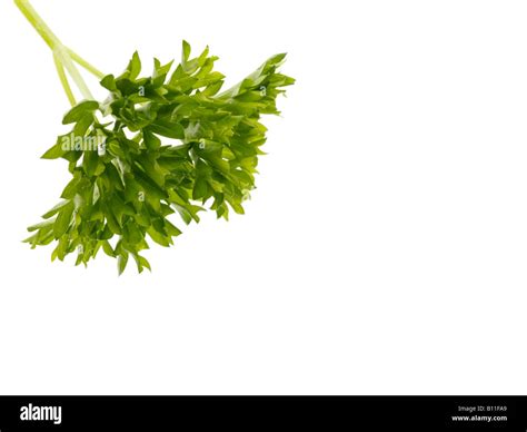 Curly Leaf Parsley Stock Photo Alamy