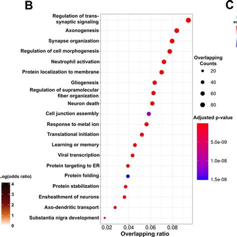 Cell Type Deconvolution Analysis Of Snrna Seq Data And Visium Srt Data