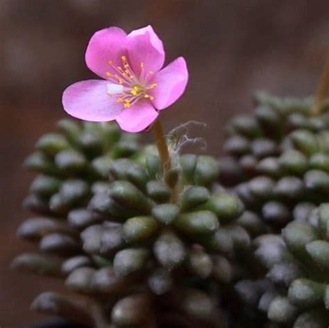 Anacampseros vanthielii (100 seeds) – Lifestyle Seeds