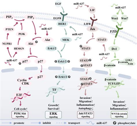 Dysfunction And CeRNA Network Of The Tumor Suppressor MiR 637 In Cancer