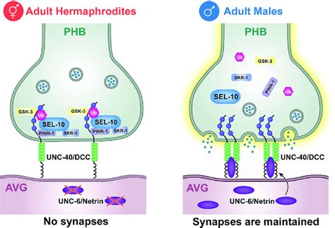 Suggested Model For SEL 10 Dependent Sex Specific Synapse Degradation