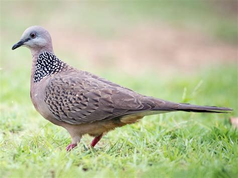 Spotted Dove Ebird