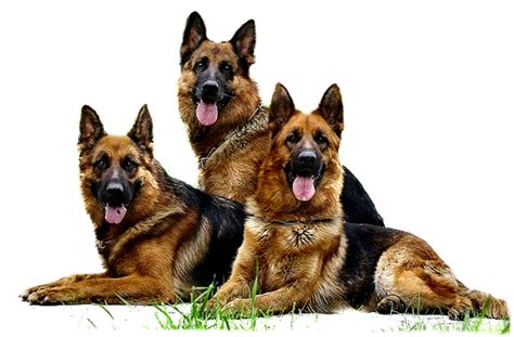 German Shepherd PNG