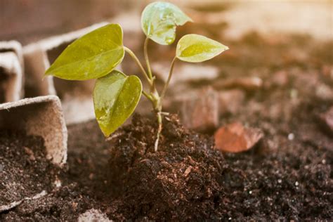 The basics of biochar - Hortimedia