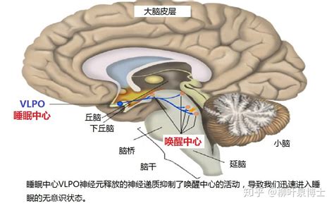 失眠，是大脑唤醒中心和睡眠中心的功能失去了平衡 知乎