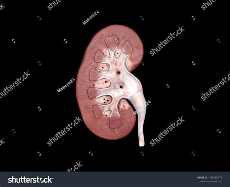 Human Kidney Anatomy Cross Section 3d 스톡 일러스트 1486185272 Shutterstock