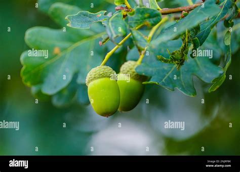 English Oak Acorns Close Up Quercus Robur Stock Photo Alamy