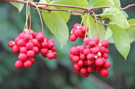 Schizandra Images - Free Download on Freepik