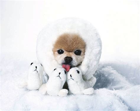 winkle  adorable dog