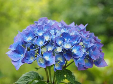 Details Imagen Flores Azules Hortensias Abzlocal Mx