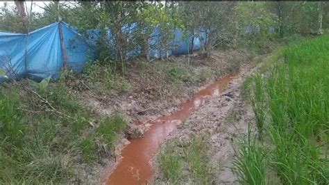 Keluh Petani Desa Rias Bangka Selatan Terancam Gagal Panen Karena