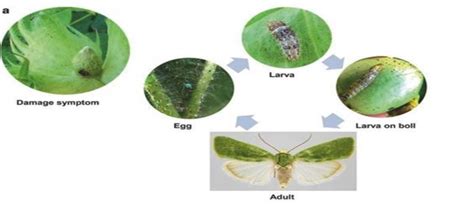 Life cycle of spiny bollworm, Earias insulana (Boisduval) | Download ...