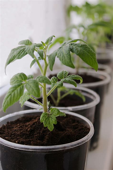 A row of potted plants sitting on top of a window sill photo – Free
