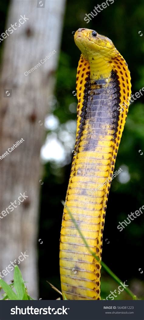 Naja Samarensis Endemic Cobra Philippines Bohol Stock Photo 564081223