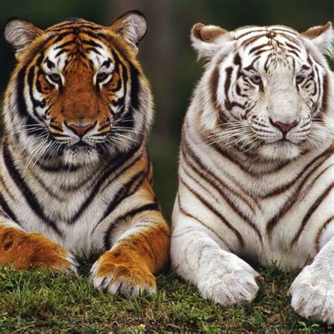 Амурский тигр белый - 70 фото