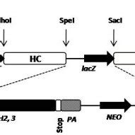 The schematic diagram of the recombinant antibody construct. The... | Download Scientific Diagram