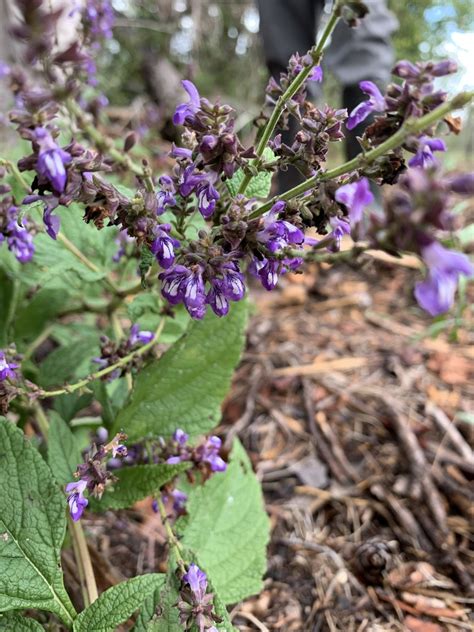 Chapman S Sage In October 2019 By Lillybyrd INaturalist