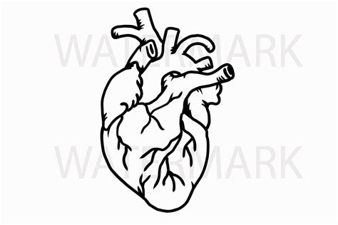 Как нарисовать сердце орган (Много фото) - drawpics.ru
