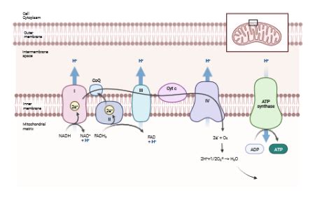 Proton Gradient Formation And Atp Synthesis
