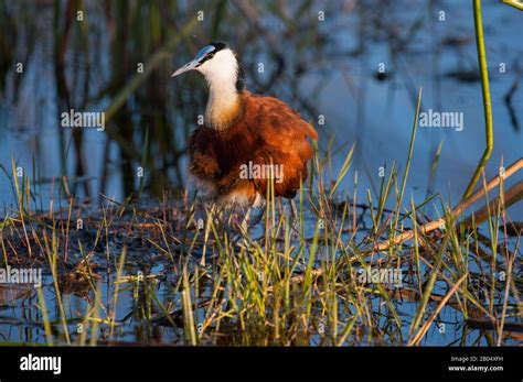 African Jacana Actophilornis Africanus Looking For Food On Floating