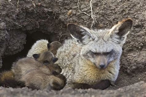 Bat-eared fox with 14 day old pups at den available as Framed Prints ...