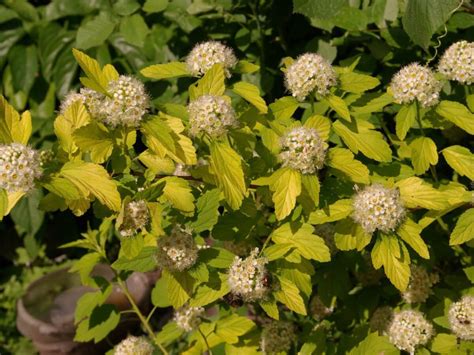 Пузыреплодник Aurea (73 фото) - фото - картинки и рисунки: скачать ...