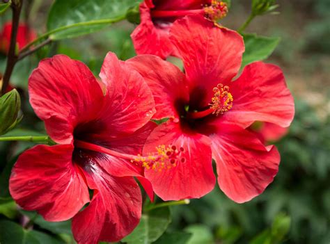 Hibiscus d intérieur culture et entretien